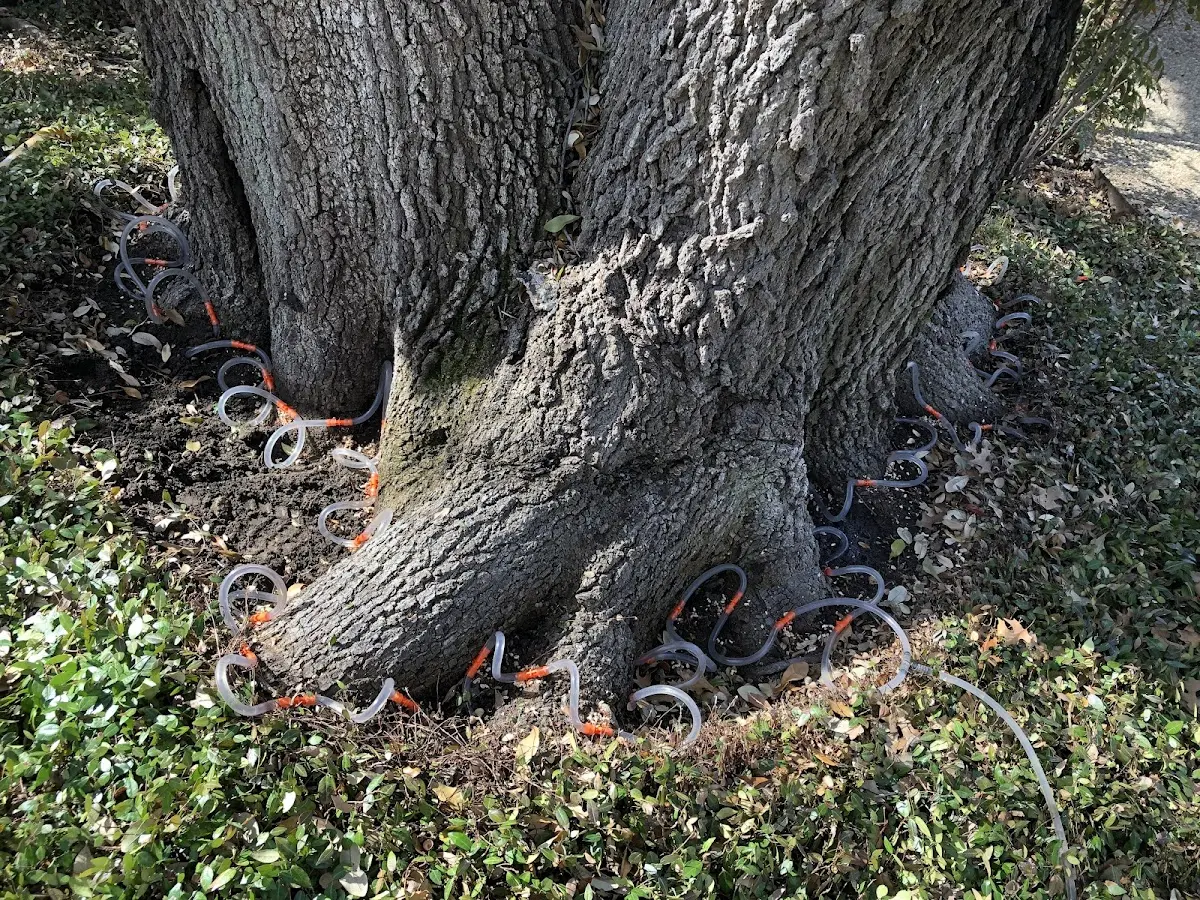 Detailed Shrub and Hedge Trimming job site in Leonard
