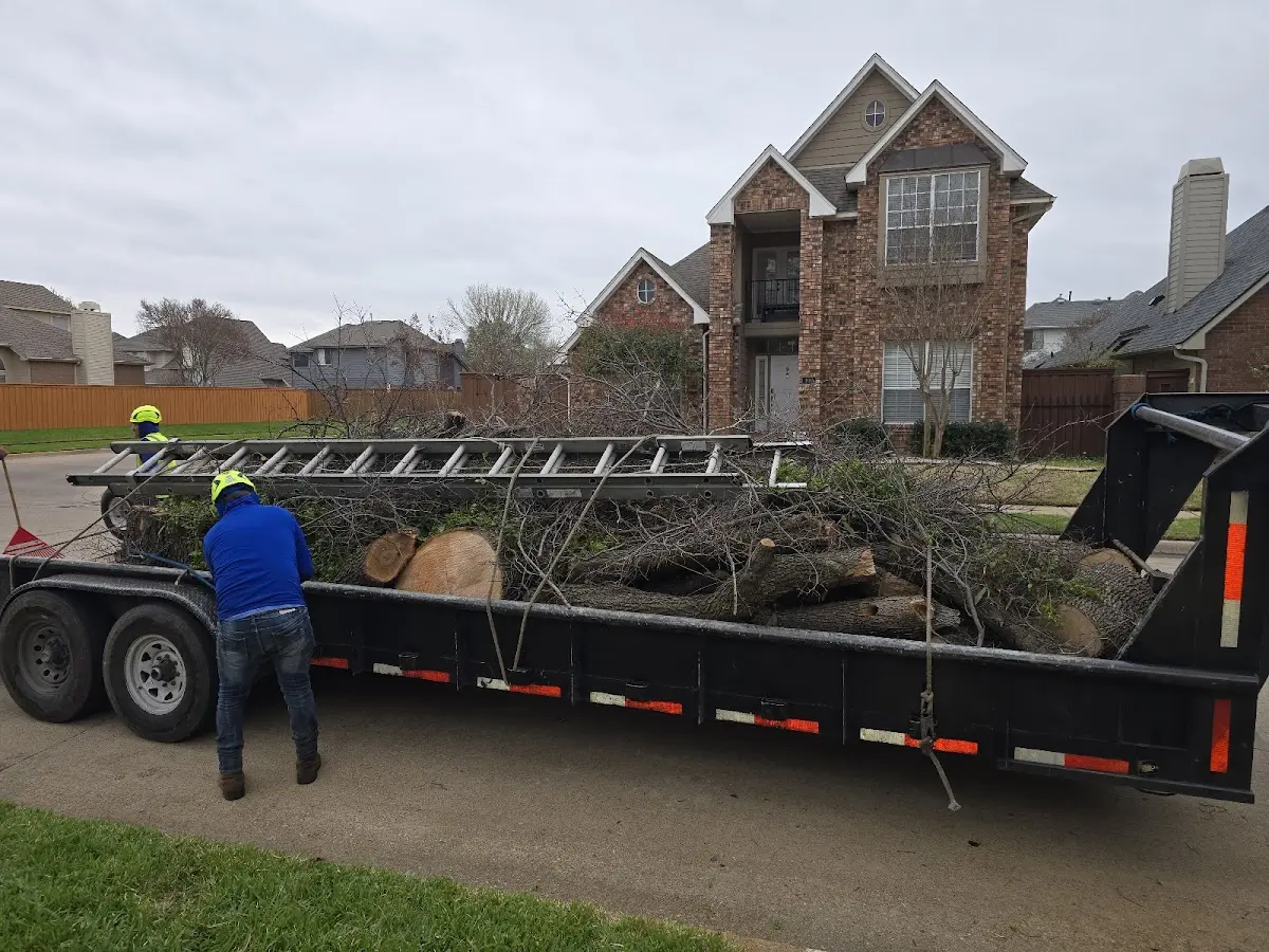 Expert Tree Removal with proper safety equipment in Leonard